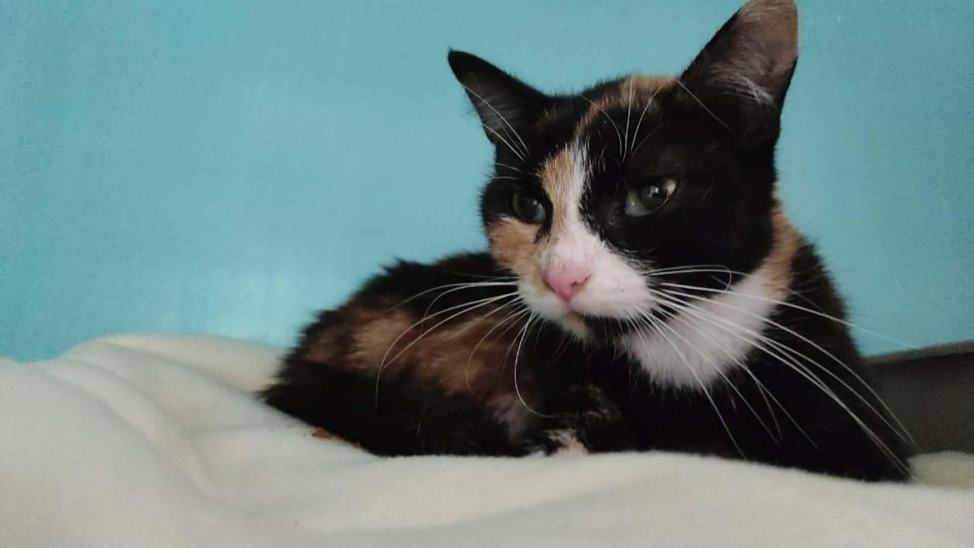 Cerise - Chat Européen à adopter