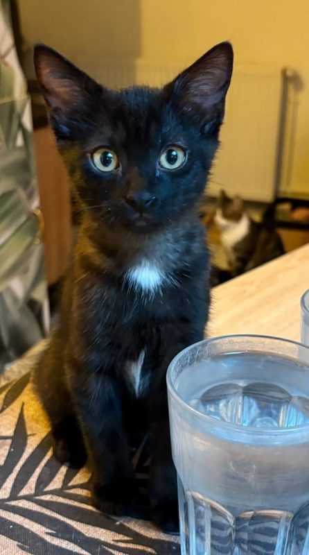 LUNA | RESERVÉE - Chat à adopter