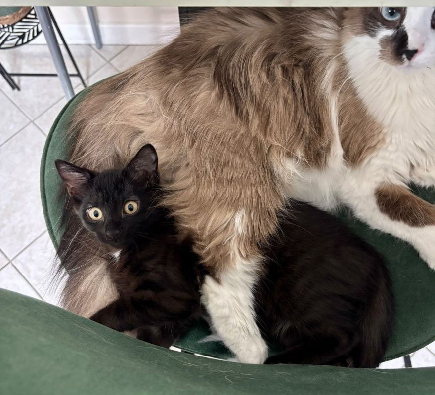 LUNA | RESERVÉE - Chat à adopter - photo 4