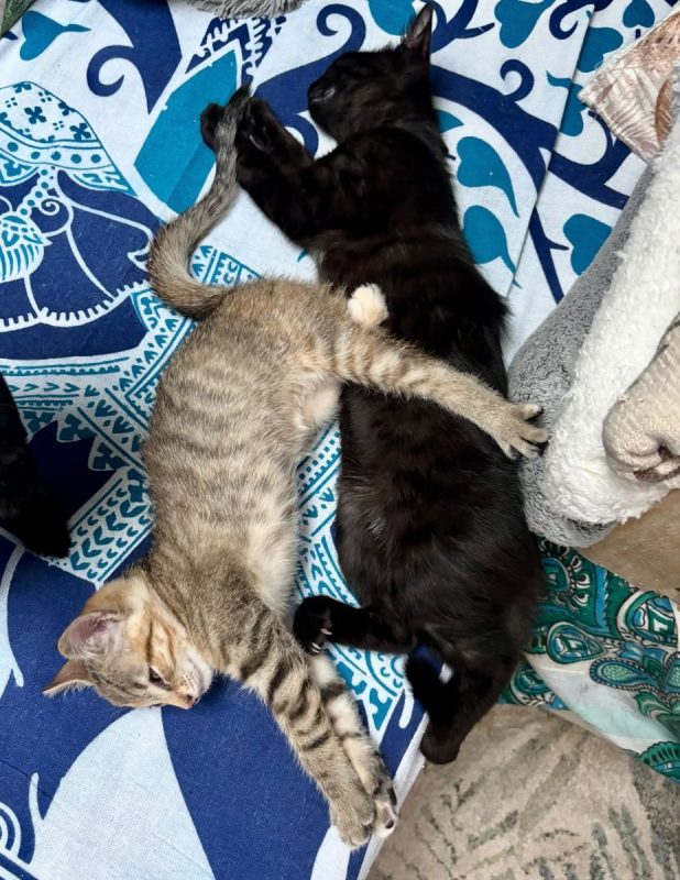 LUNA | RESERVÉE - Chat à adopter - photo 7