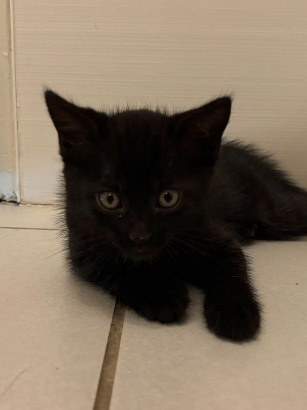 LUNA - Chat à adopter