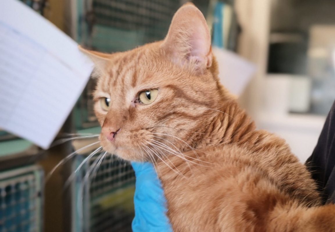Royou - Chat Européen à adopter