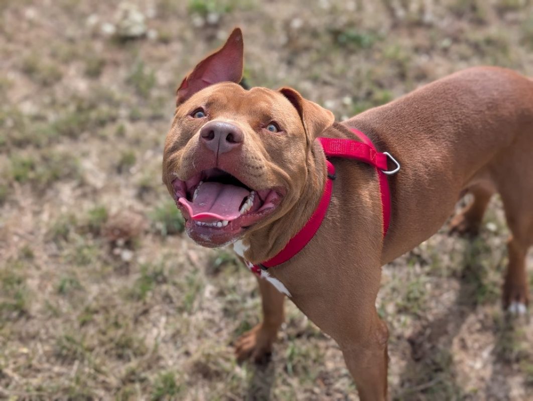 Byron - Chien Bouledogue Américain à adopter