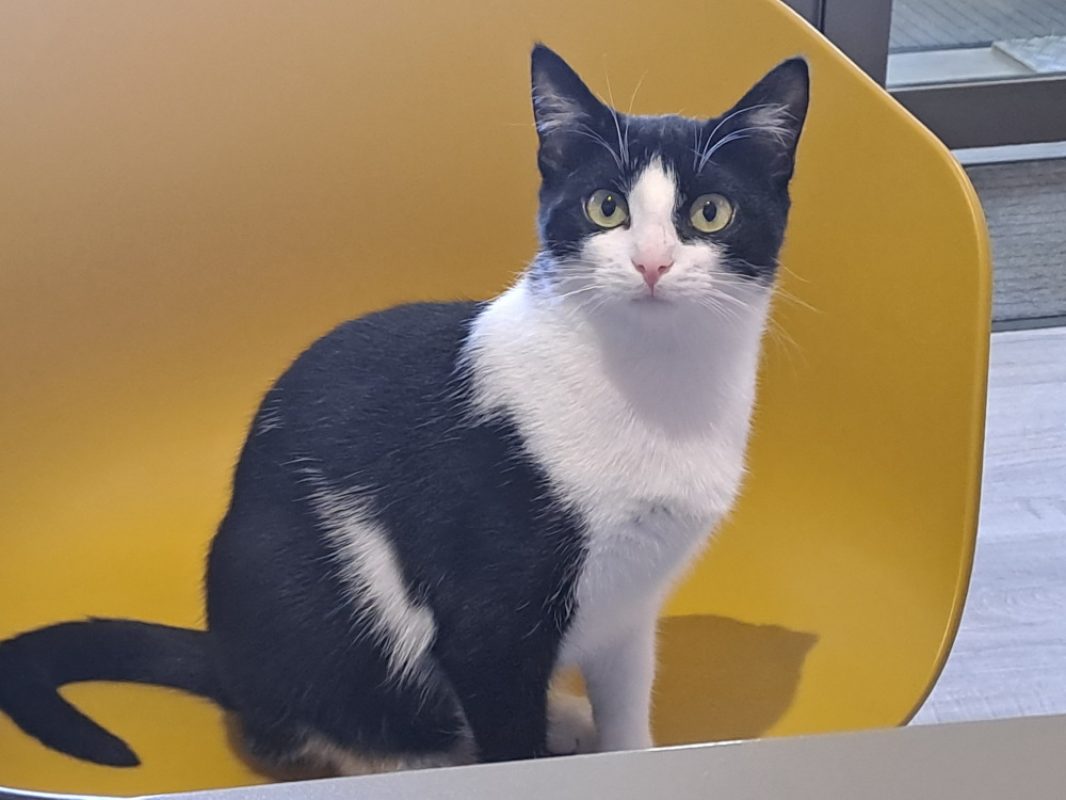 Ariette - Chat Européen à adopter