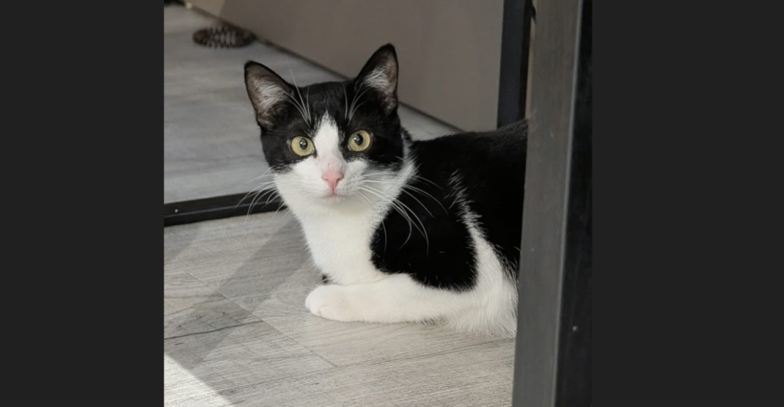 Ariette - Chat Européen à adopter - photo 2