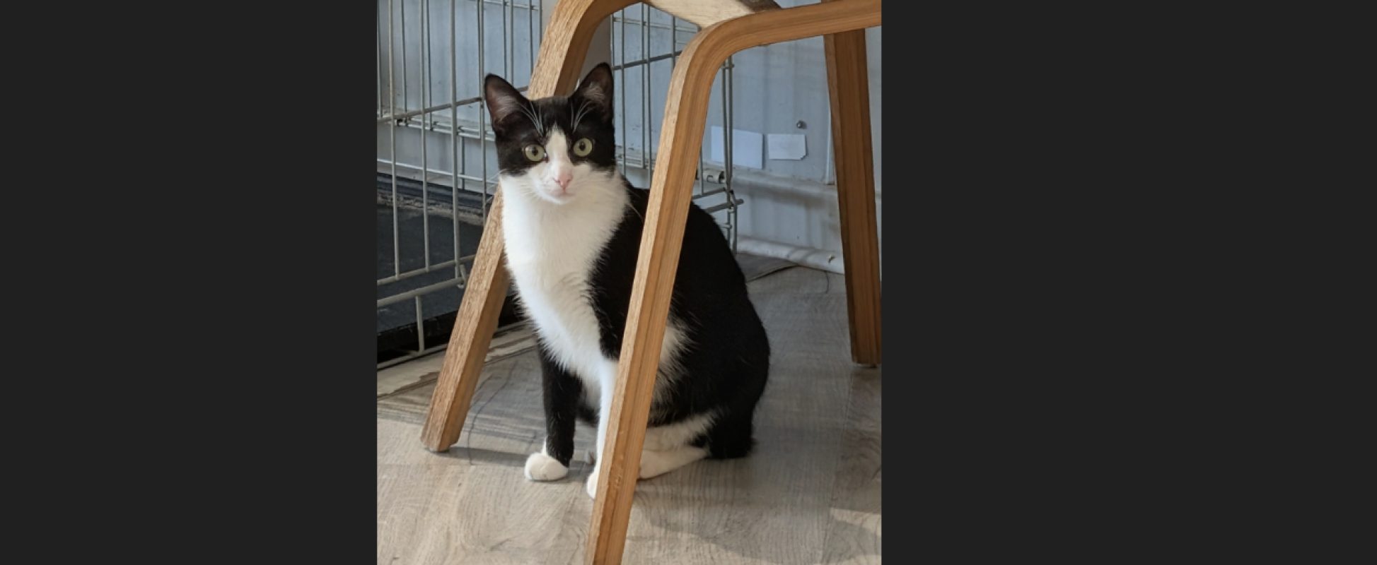 Ariette - Chat Européen à adopter - photo 3