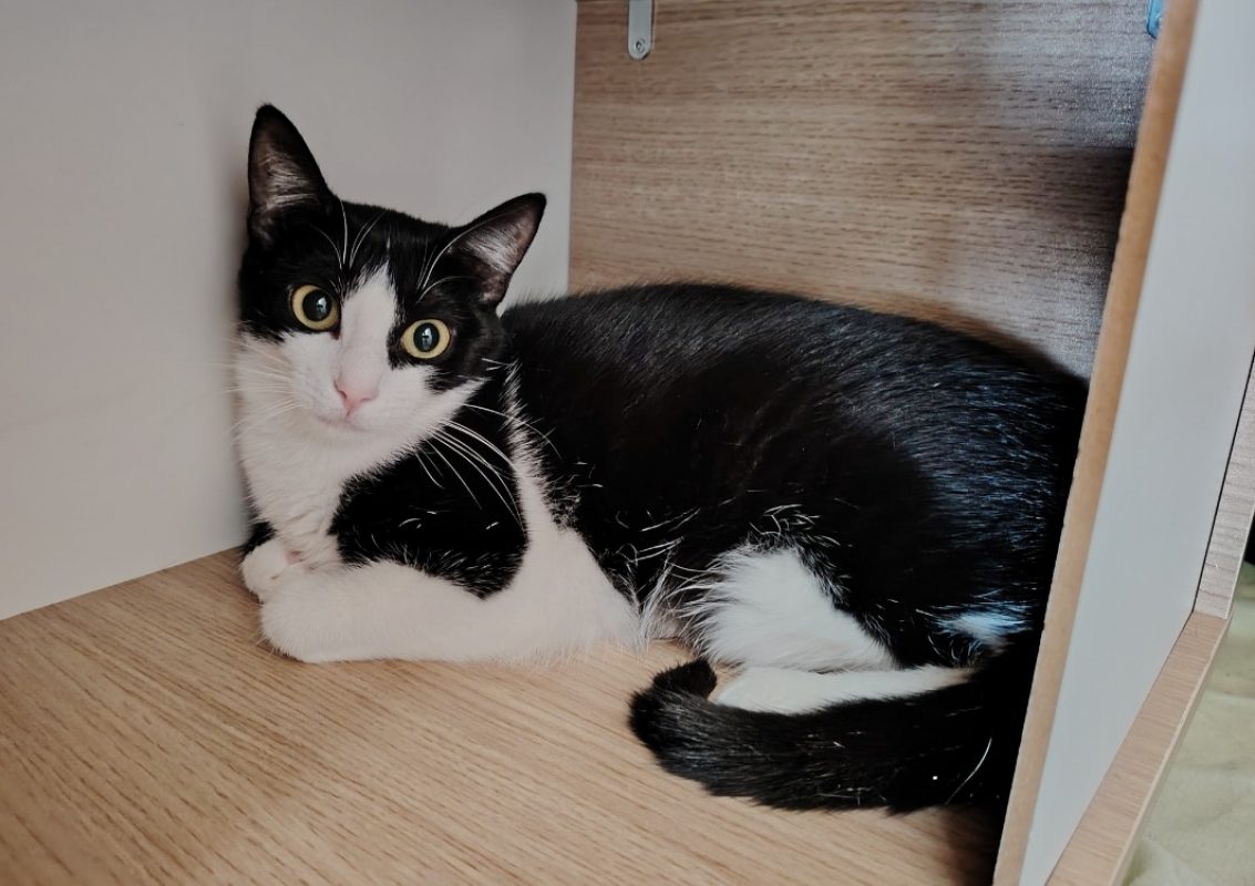 Ariette - Chat Européen à adopter - photo 4