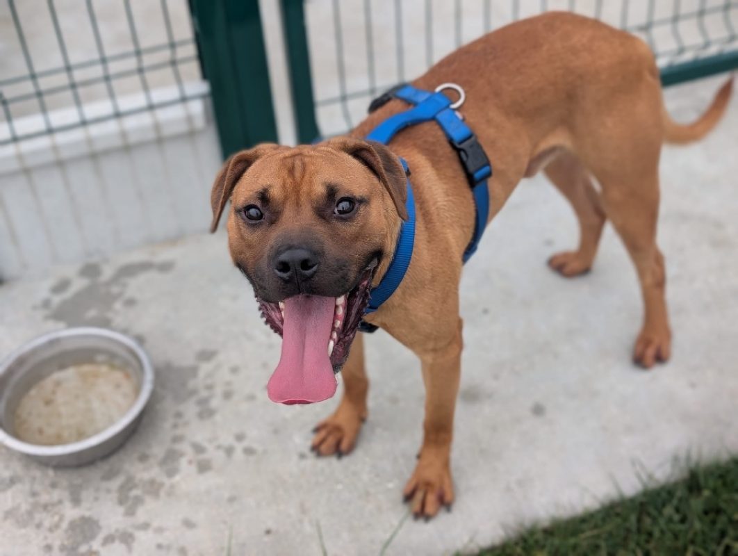 Kesako - Chien Bouledogue Américain à adopter