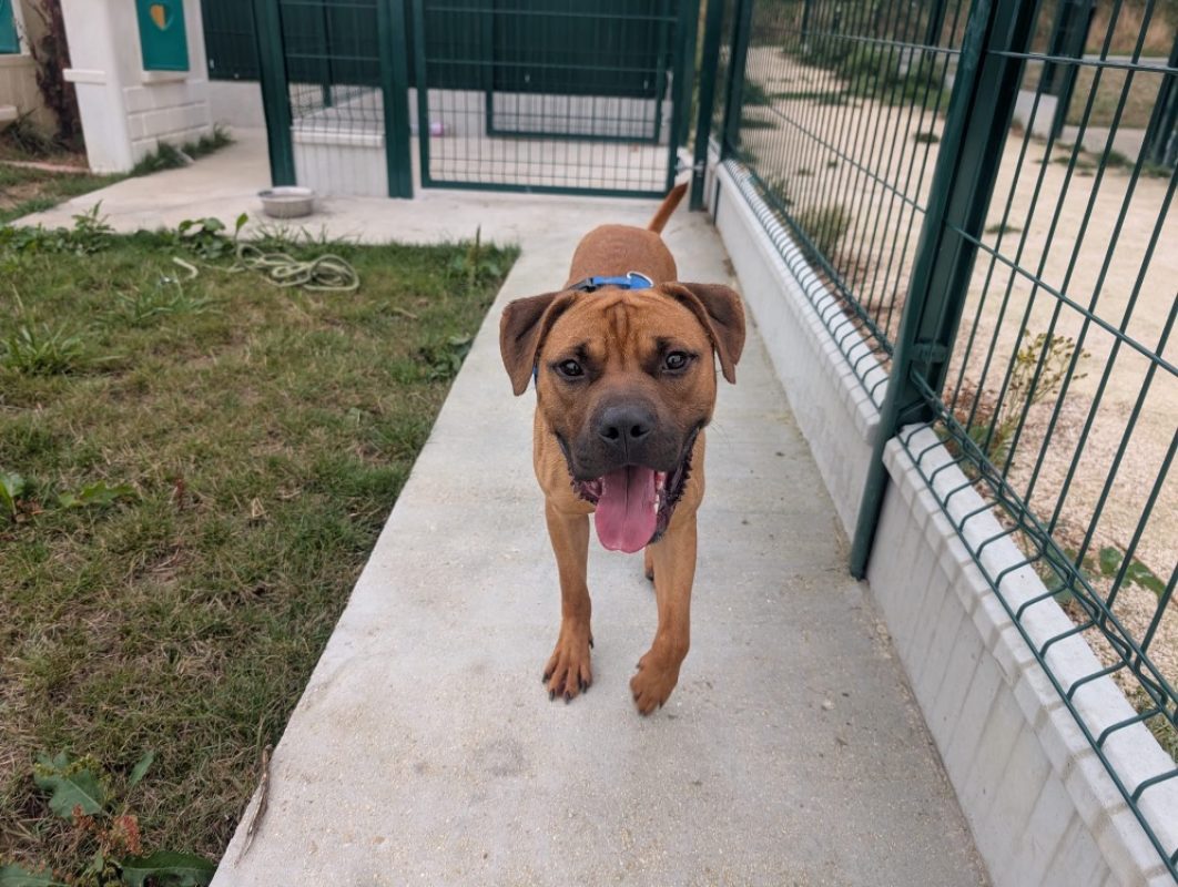 Kesako - Chien Bouledogue Américain à adopter - photo 2