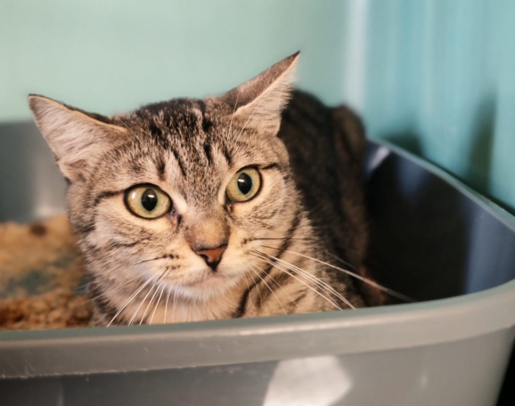 Julie - Chat Européen à adopter