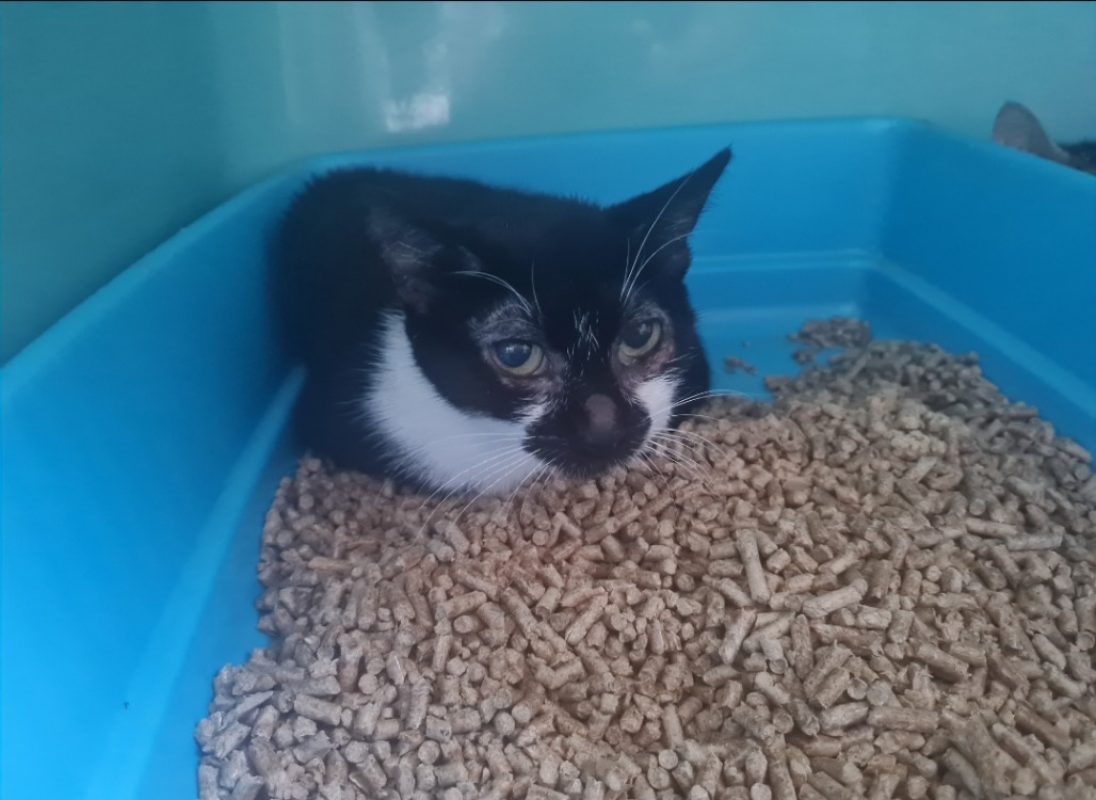 Azalee - Chat Européen à adopter