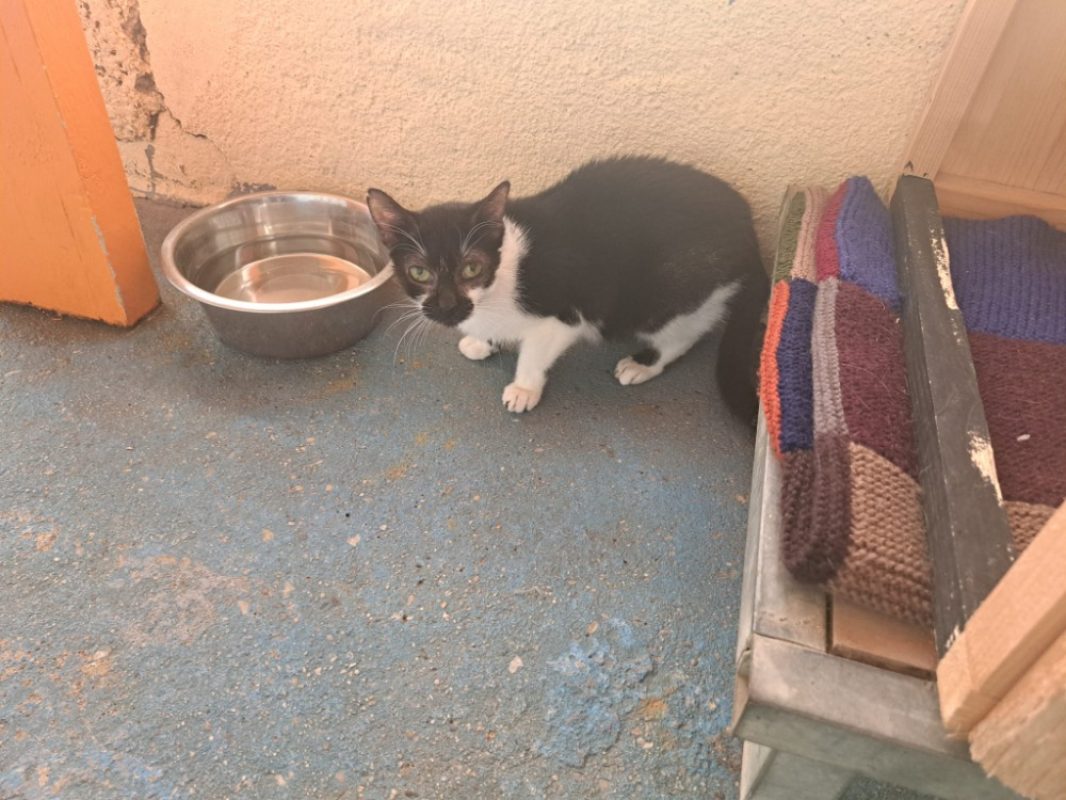 Azalee - Chat Européen à adopter