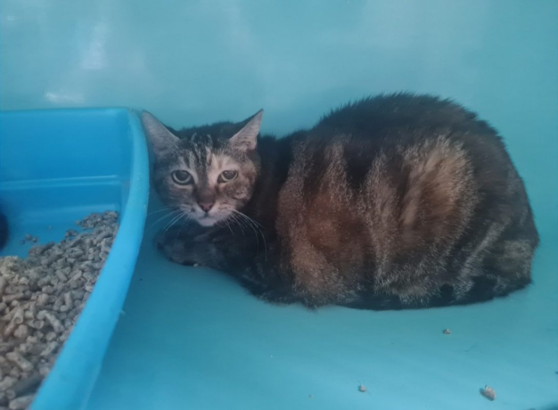 Lavande - Chat Européen à adopter
