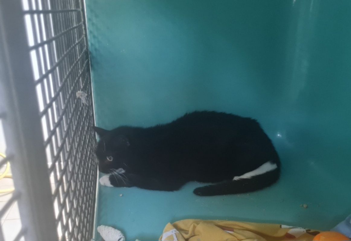 Arum - Chat Européen à adopter