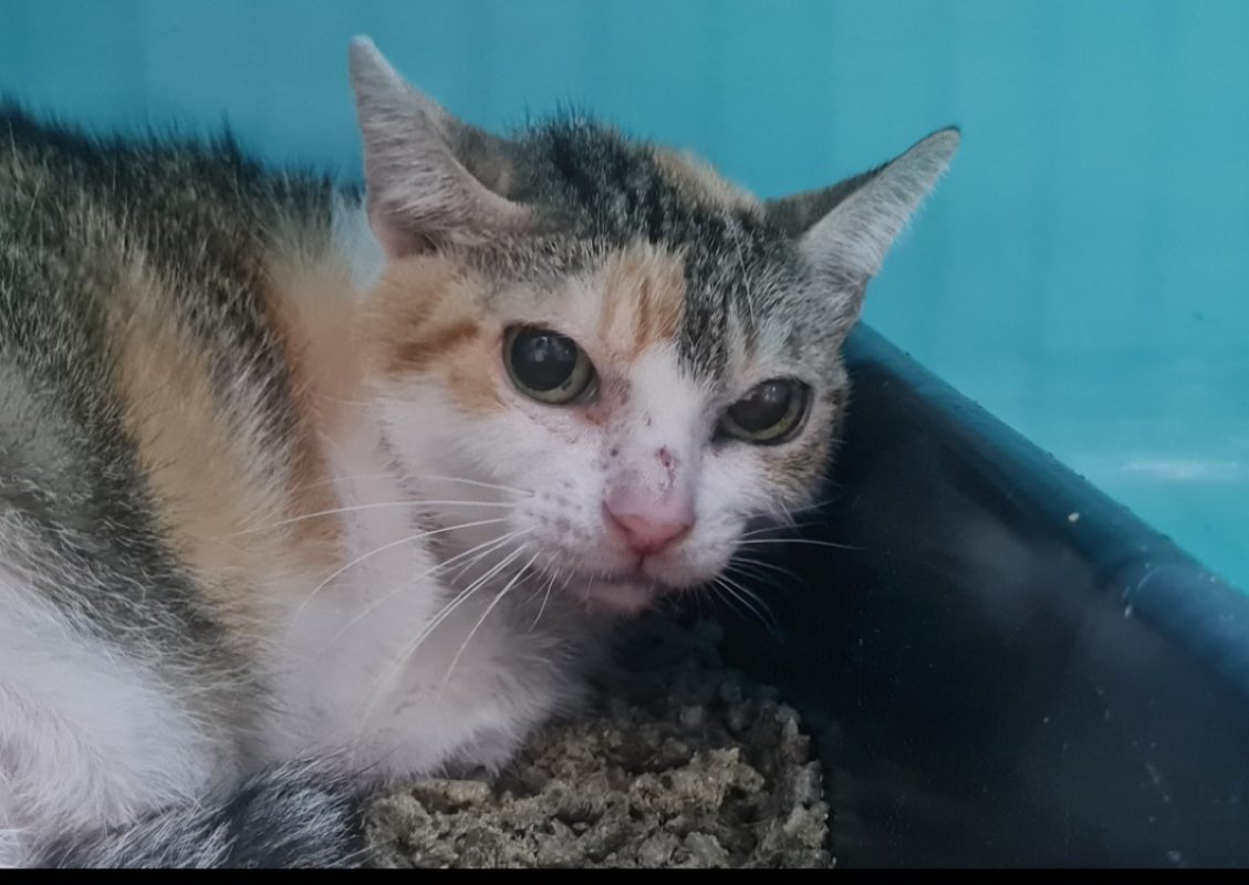 Myosotis - Chat Européen à adopter