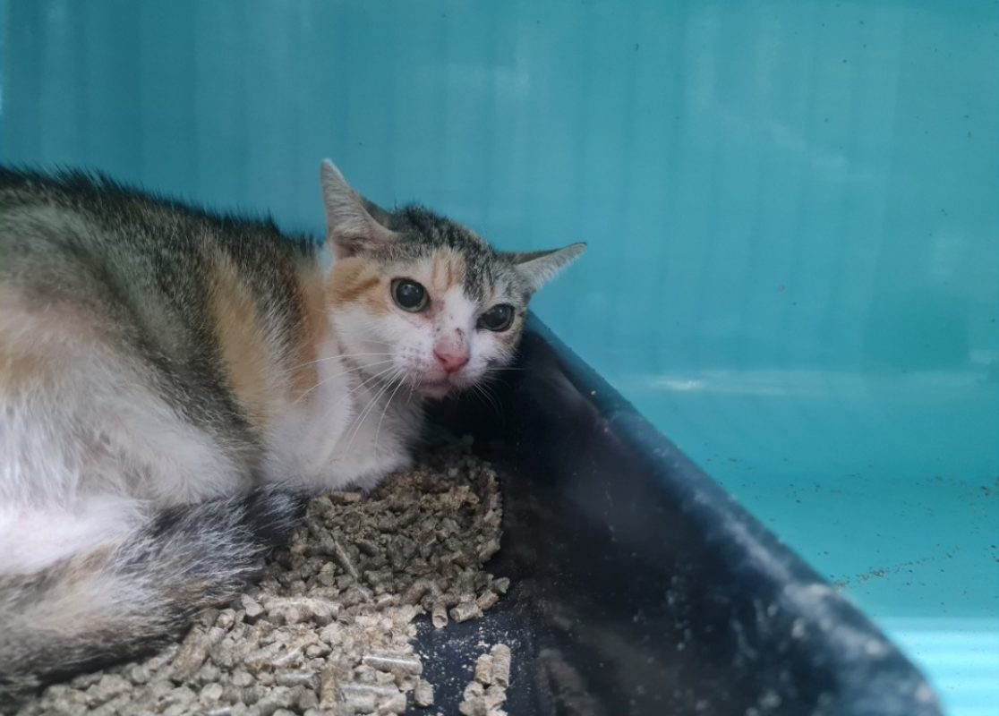 Myosotis - Chat Européen à adopter - photo 2