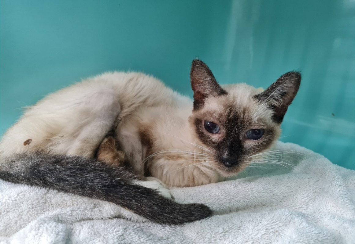 Pepin - Chat Siamois à adopter