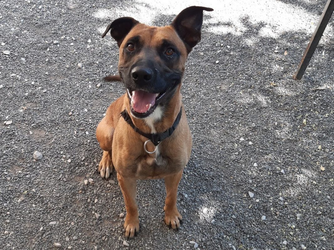 Open - Chien à adopter