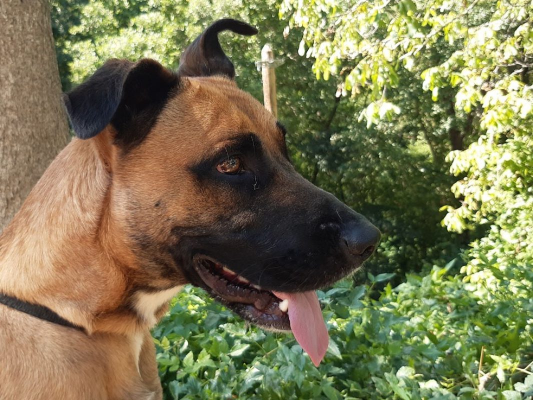 Open - Chien à adopter - photo 2