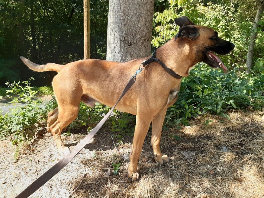 Open - Chien à adopter - photo 3