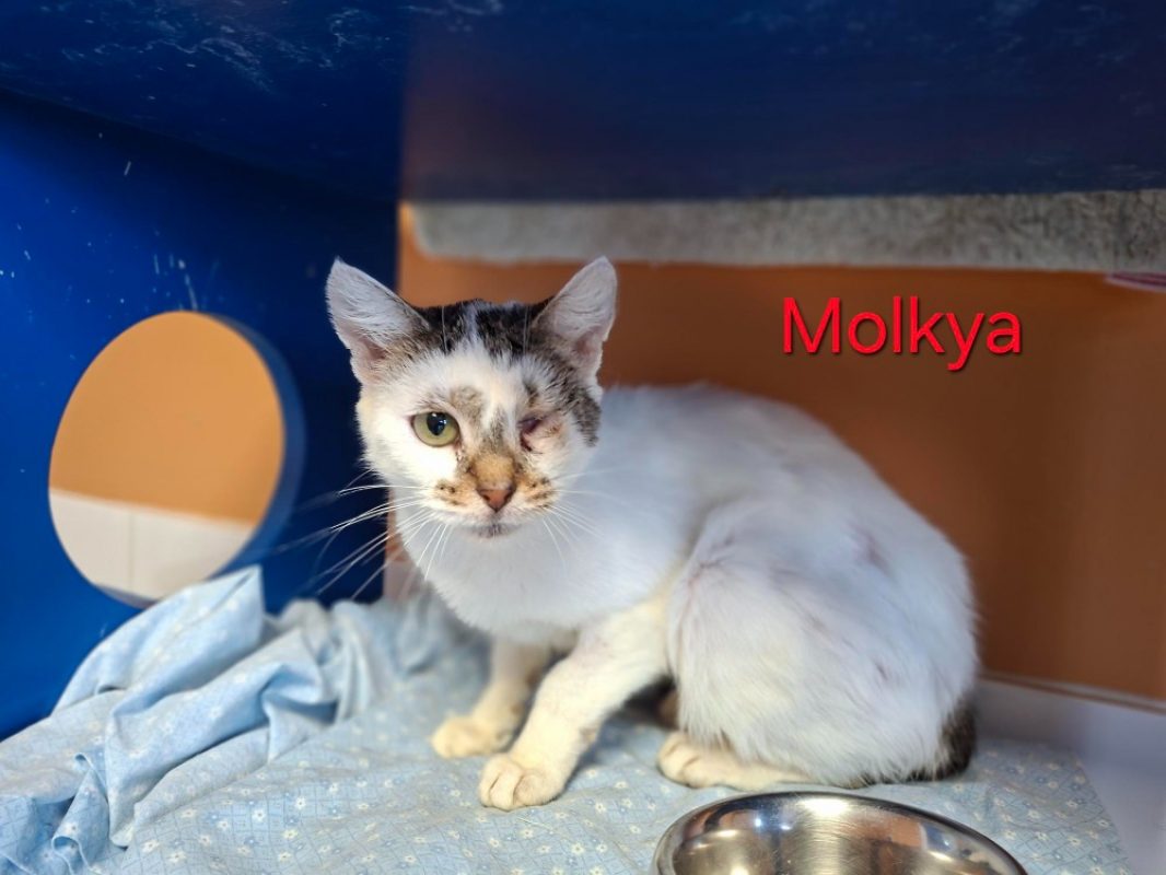 Molkya - Chat Européen à adopter
