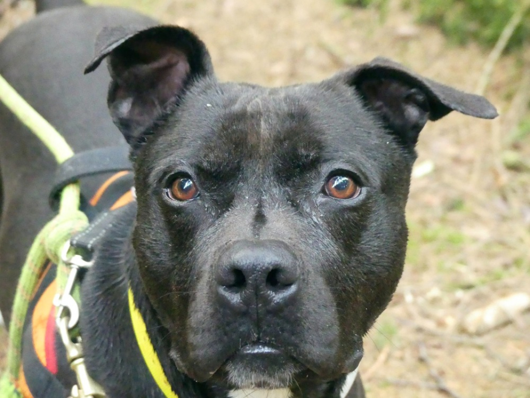 Snoop - Chien à adopter