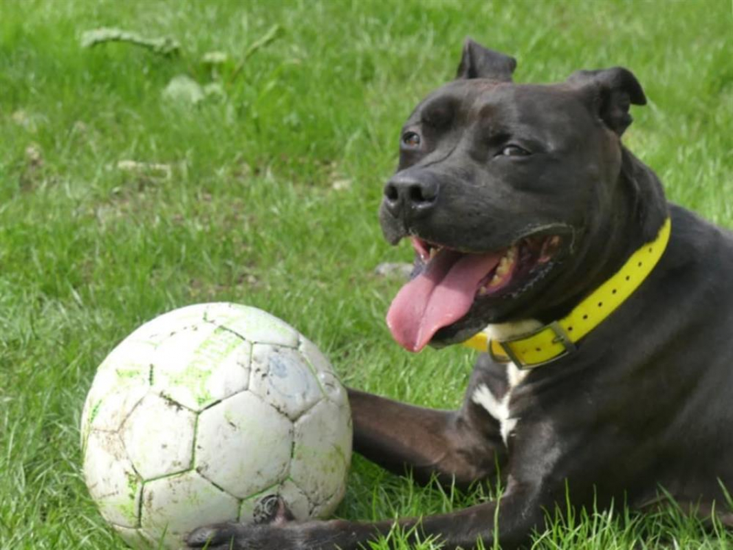 Snoop - Chien à adopter - photo 2
