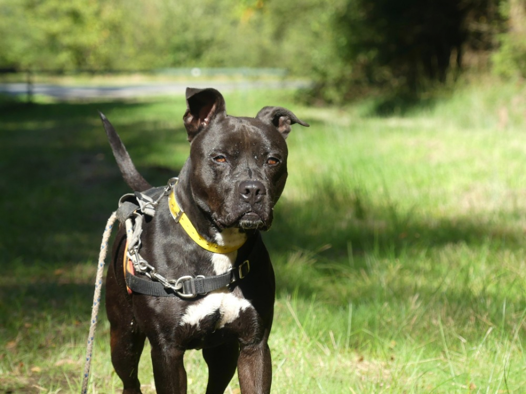Snoop - Chien à adopter - photo 3