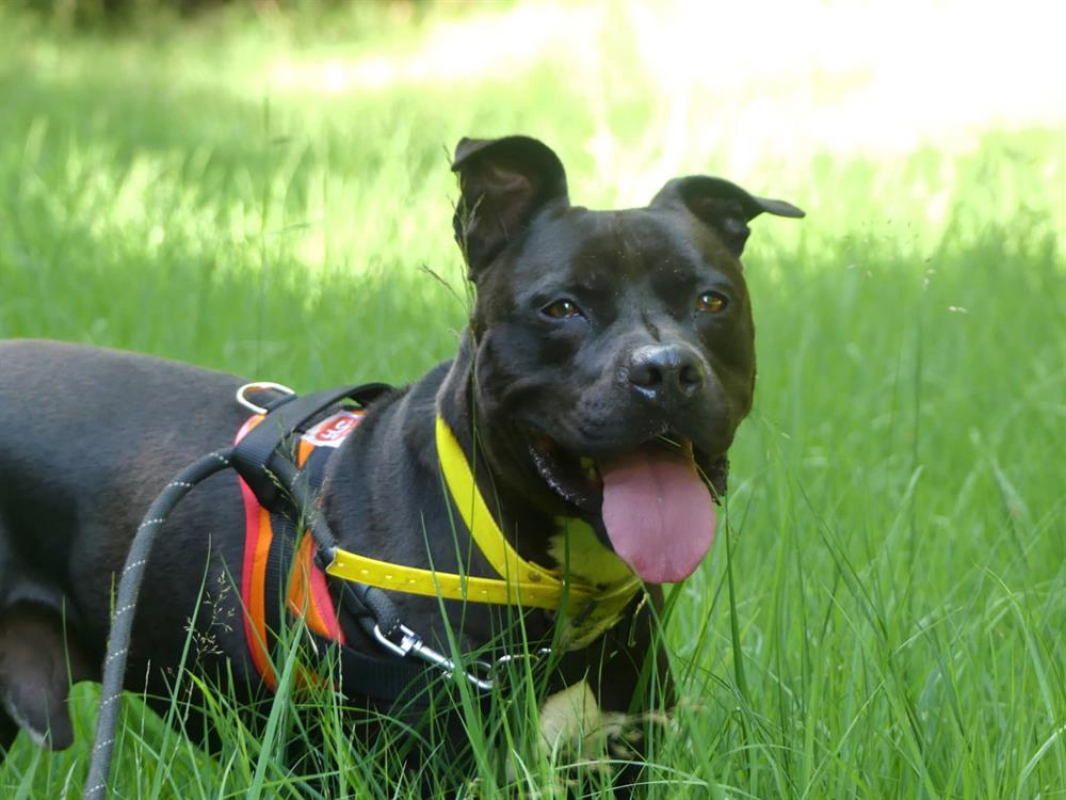 Snoop - Chien à adopter - photo 4