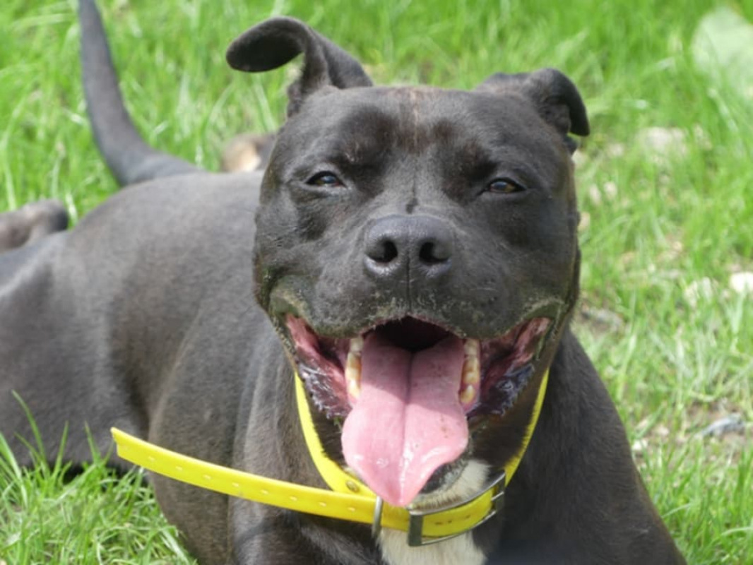 Snoop - Chien à adopter - photo 5