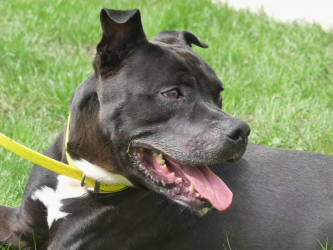 Snoop - Chien à adopter - photo 7
