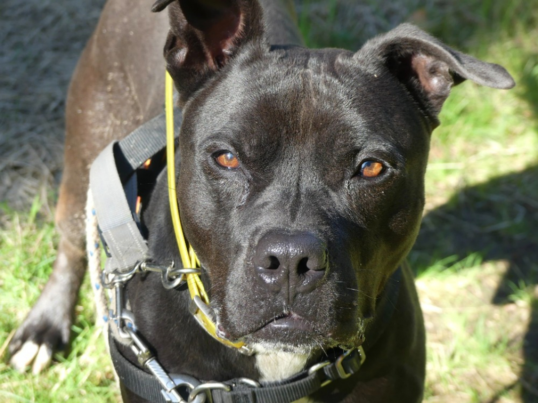 Snoop - Chien à adopter - photo 8