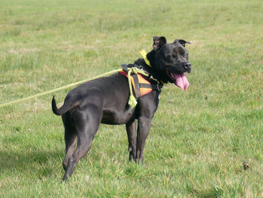 Snoop - Chien à adopter - photo 9