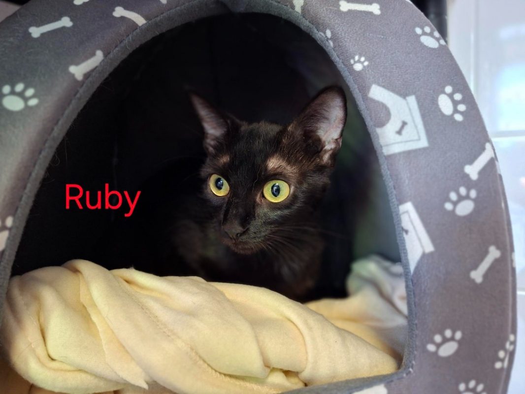 Ruby - Chat Européen à adopter