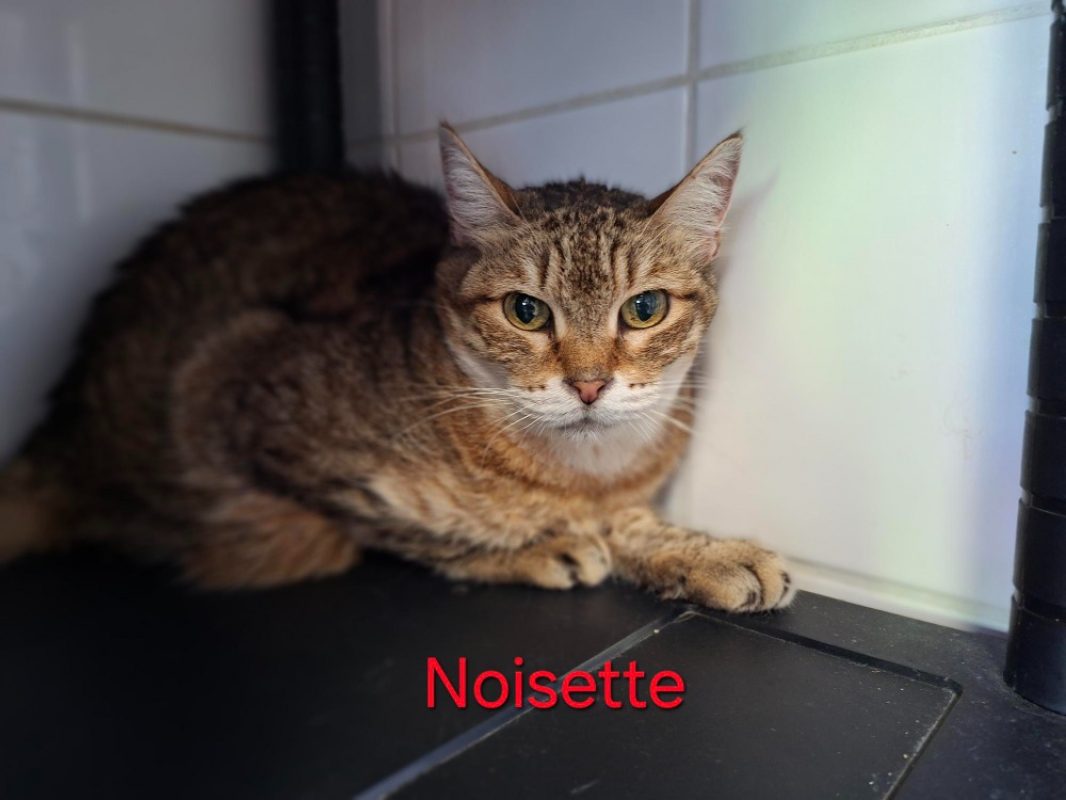 Noisette - Chat Européen à adopter