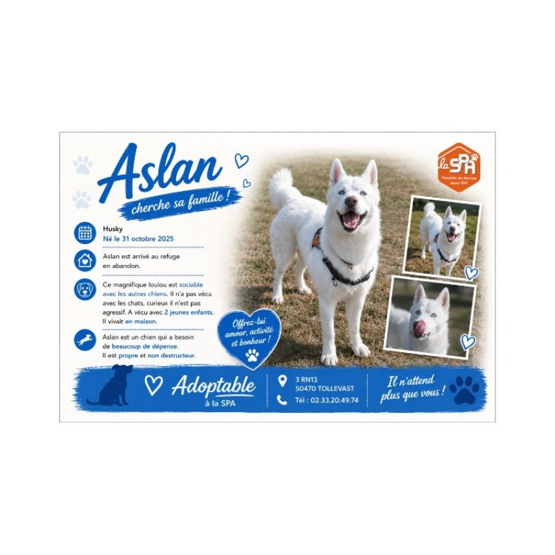 Aslan réservé - Chien Husky Sibérien à adopter