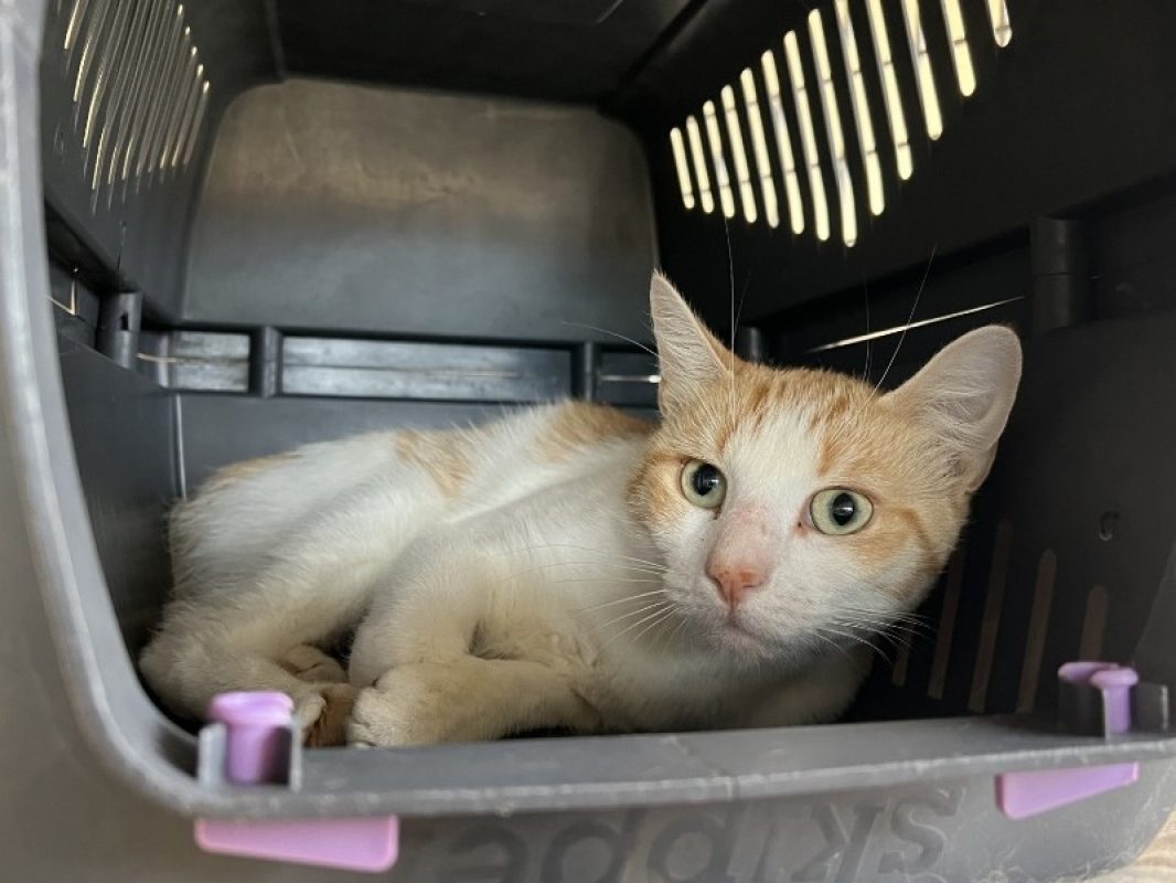 Angelus - Chat Européen à adopter