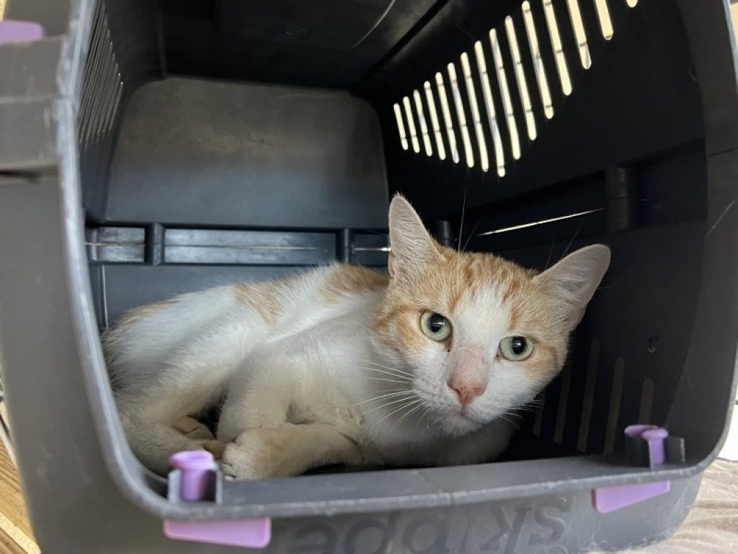 Angelus - Chat Européen à adopter - photo 2