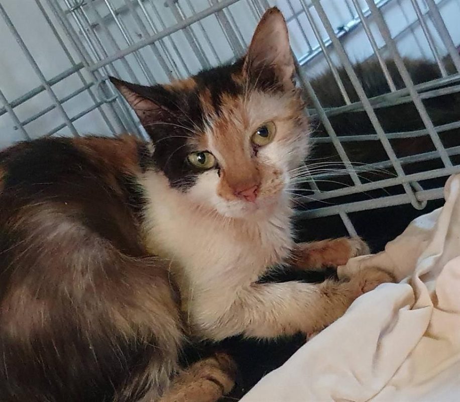 Dorothee - Chat Européen à adopter