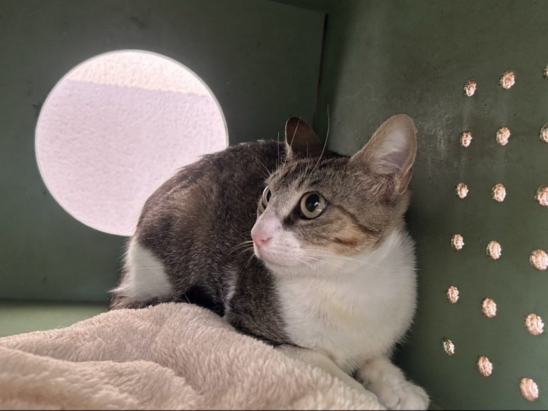Ariana - Chat Européen à adopter