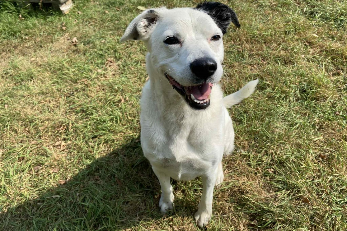 Photo #1 de Choubaka