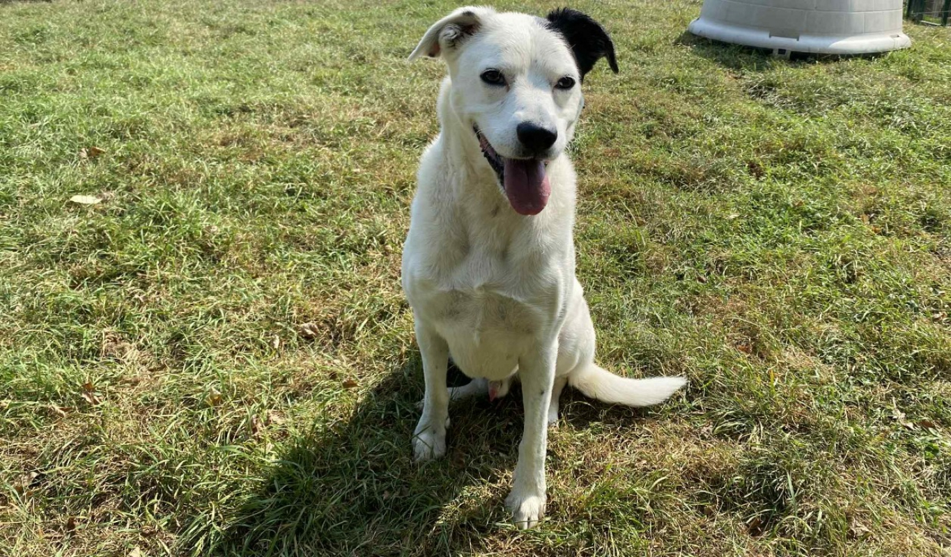 Photo #2 de Choubaka