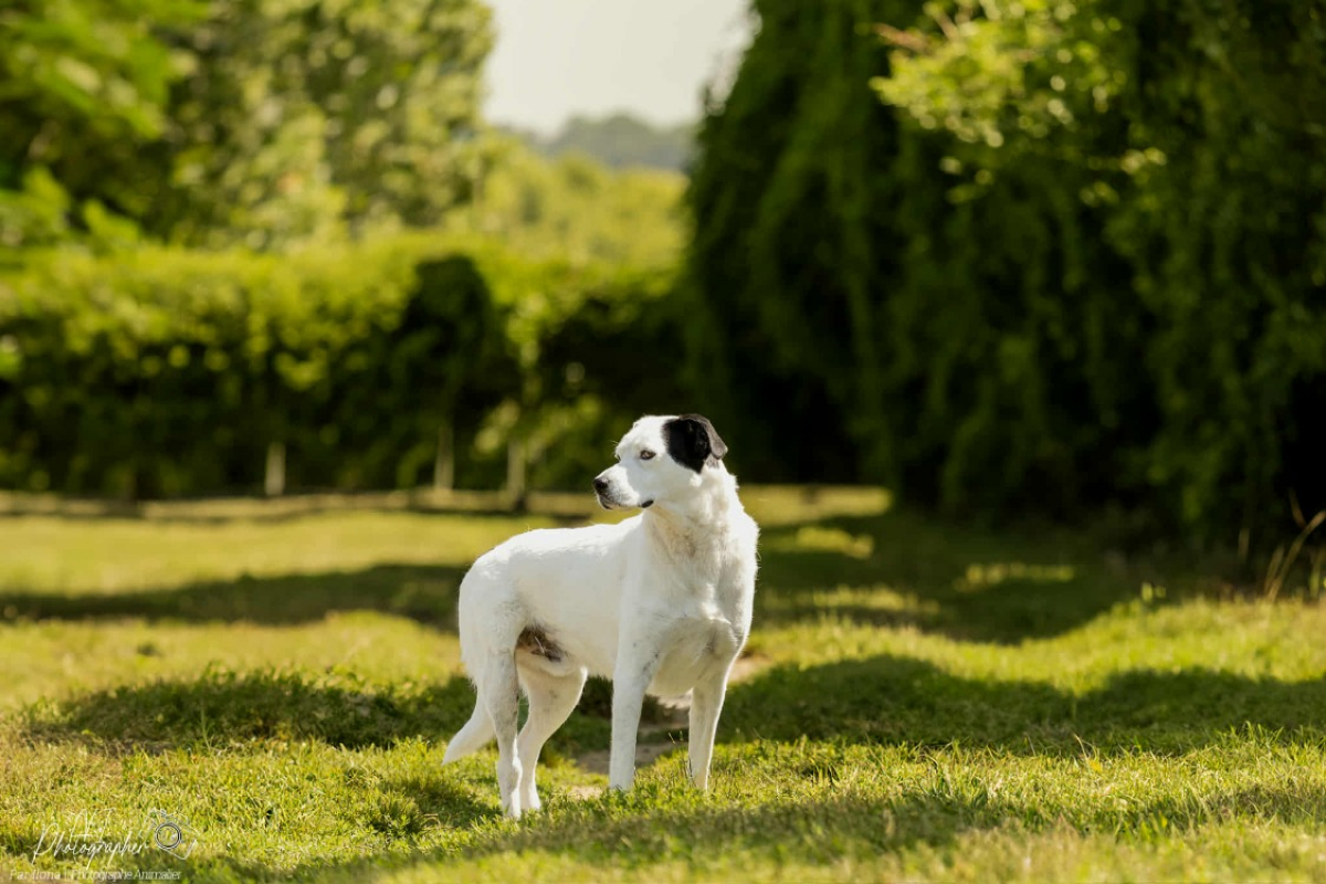 Photo #3 de Choubaka