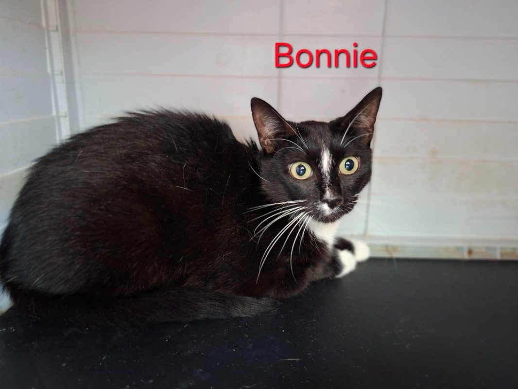 Bonnie - Chat Européen à adopter