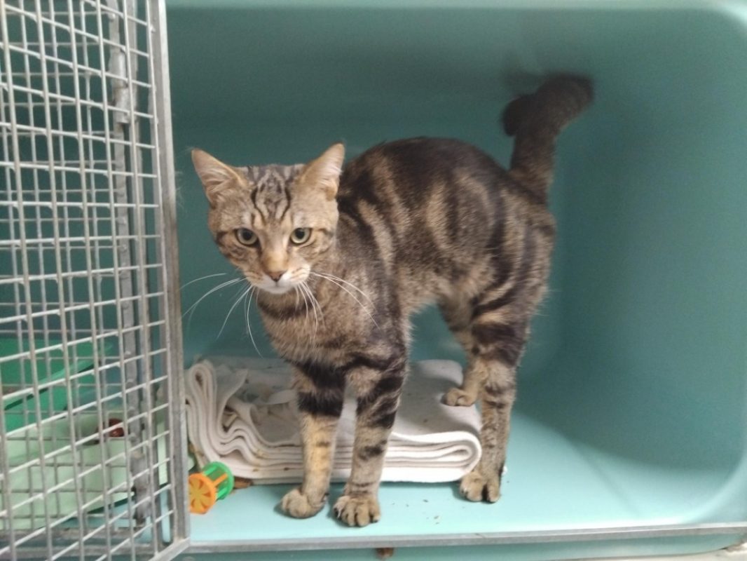 Escobar - Chat Européen à adopter