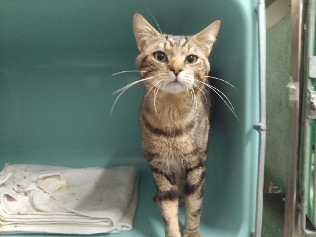 Escobar - Chat Européen à adopter - photo 2