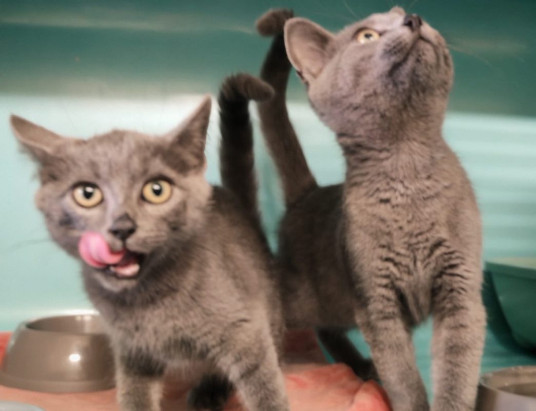 Portou - Chat Européen à adopter
