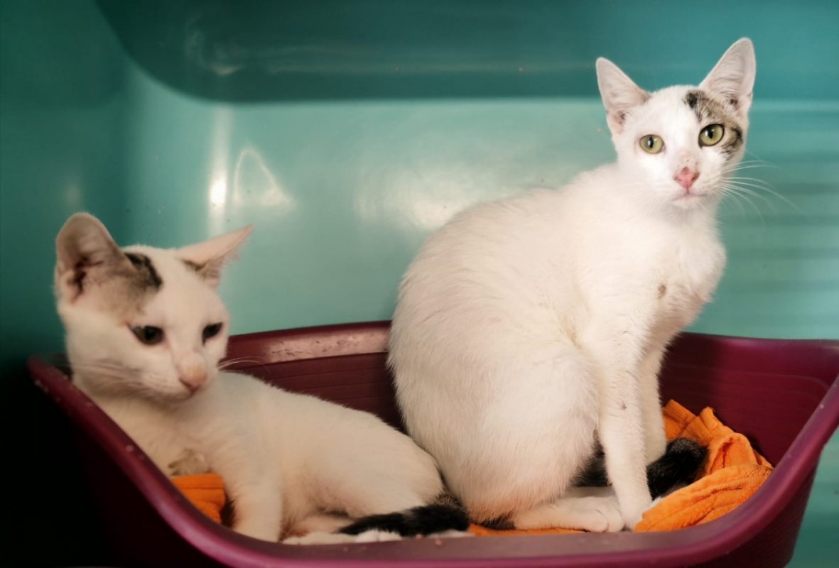 Elixir - Chat Européen à adopter