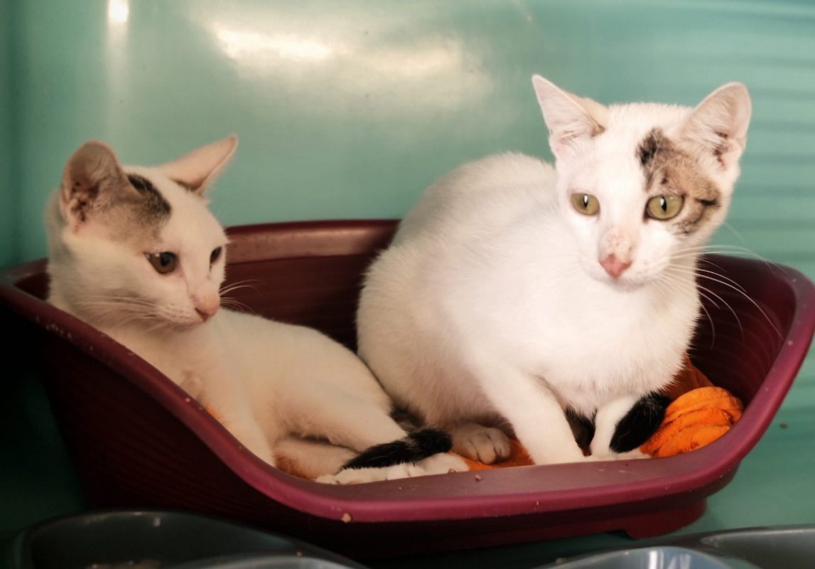 Elixir - Chat Européen à adopter - photo 2