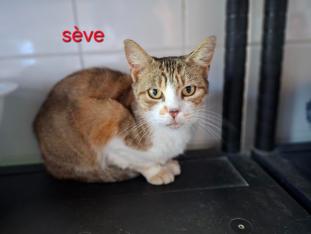 Sève - Chat Européen à adopter
